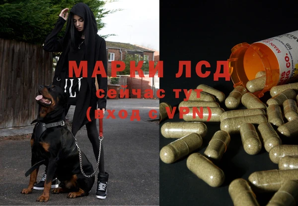 PSILOCYBIN Аркадак